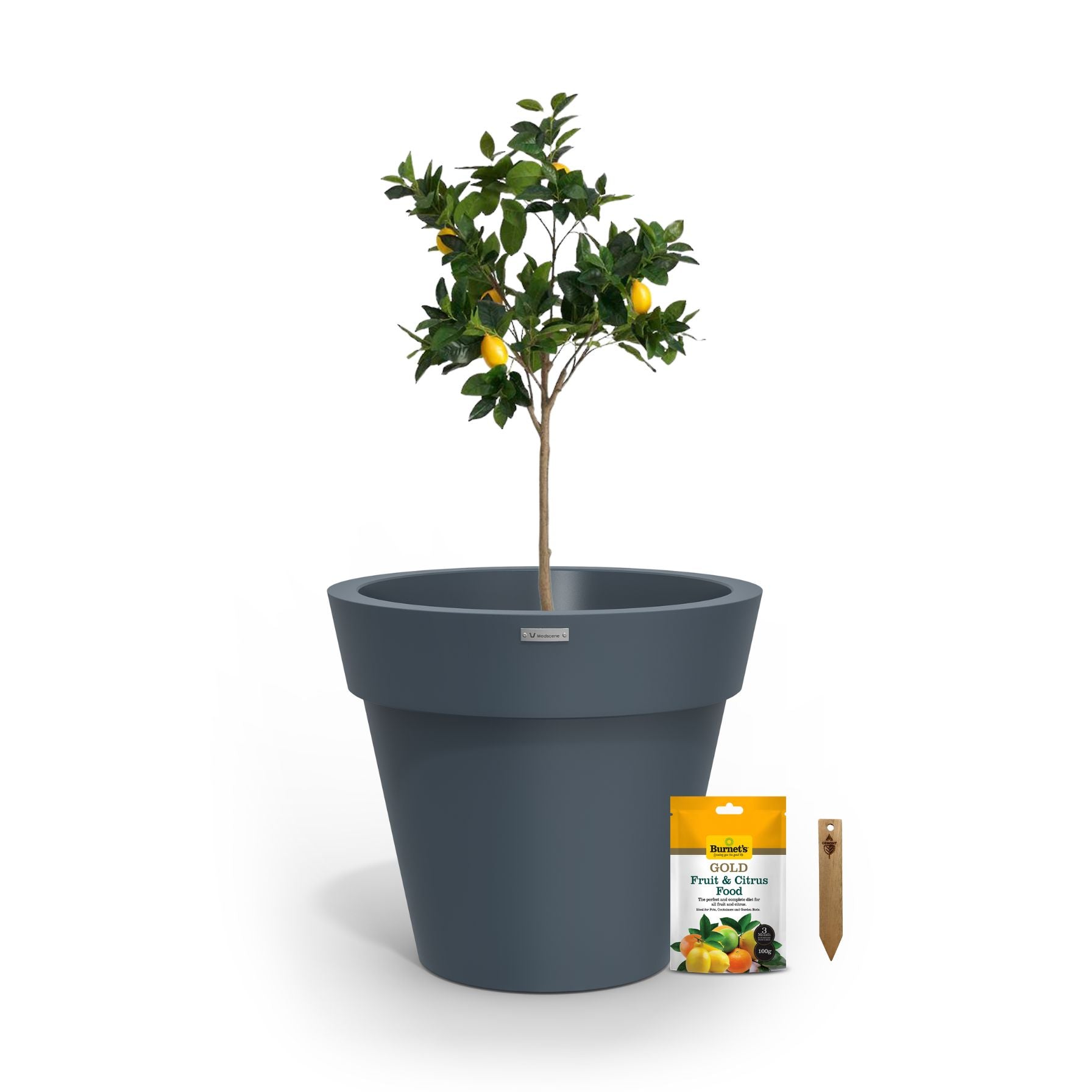 A lemon tree in a new denim blue planter pot.
