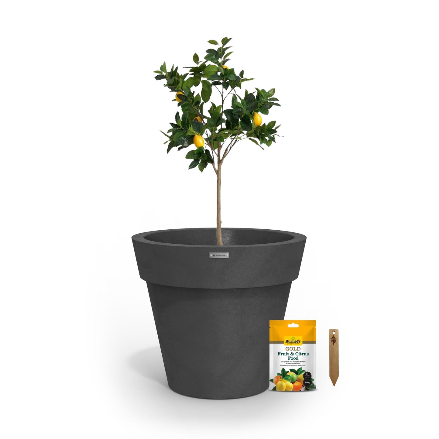 A lemon tree in a matte grey planter pot.