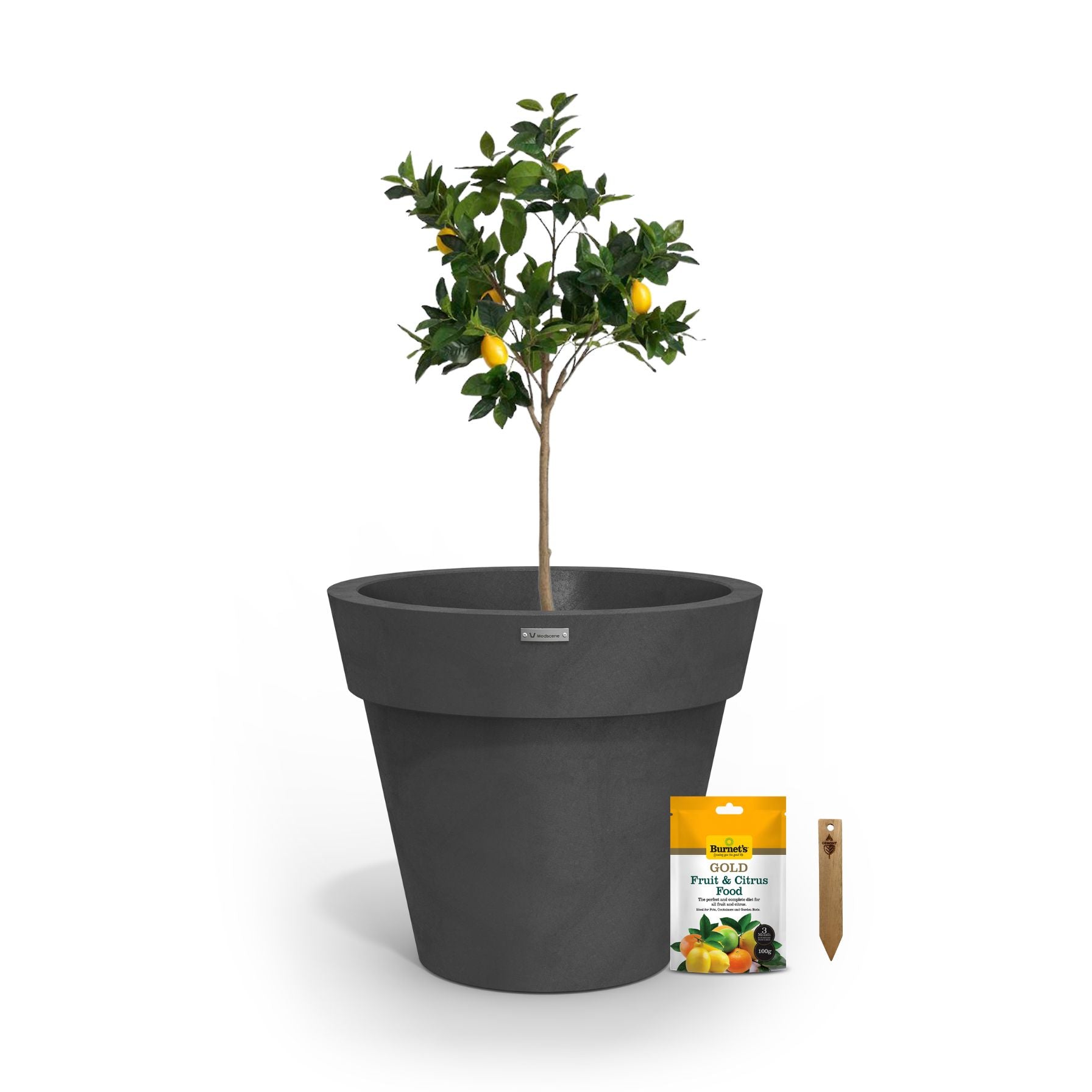 A lemon tree in a matte grey planter pot.