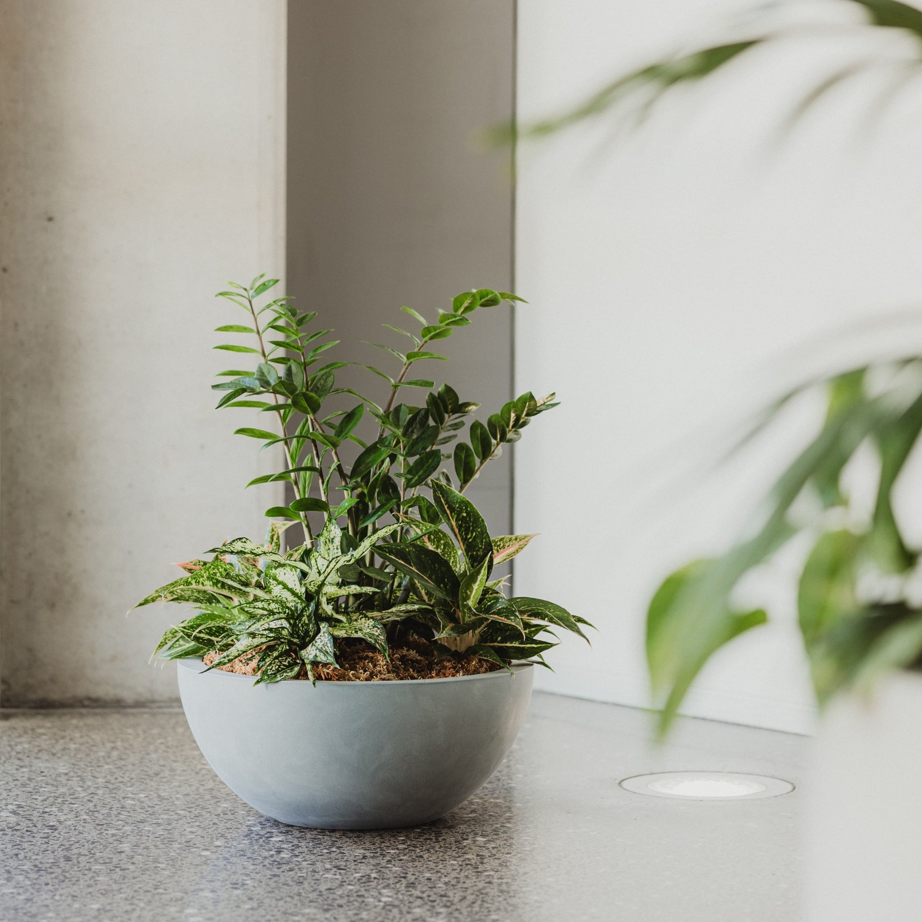indoor plant pots nz Barcelona 500 - Small Planter Bowl - Modscene
