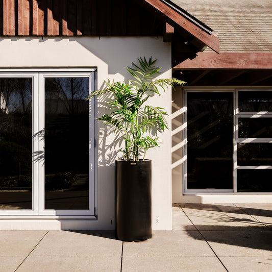 A large black Modscene cylinder planter in front of a house. The planter has a palm in it.