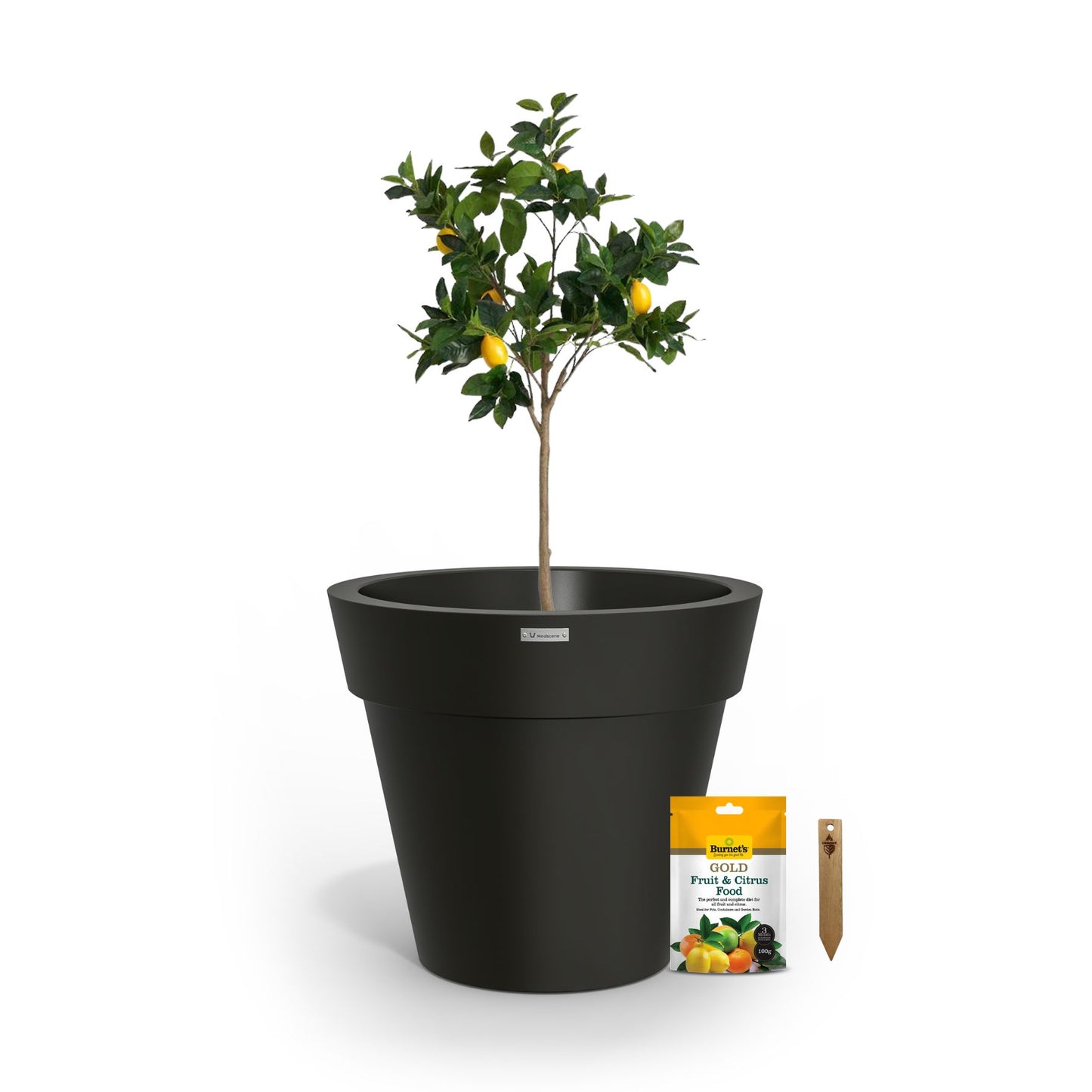 A lemon tree in a black planter pot.
