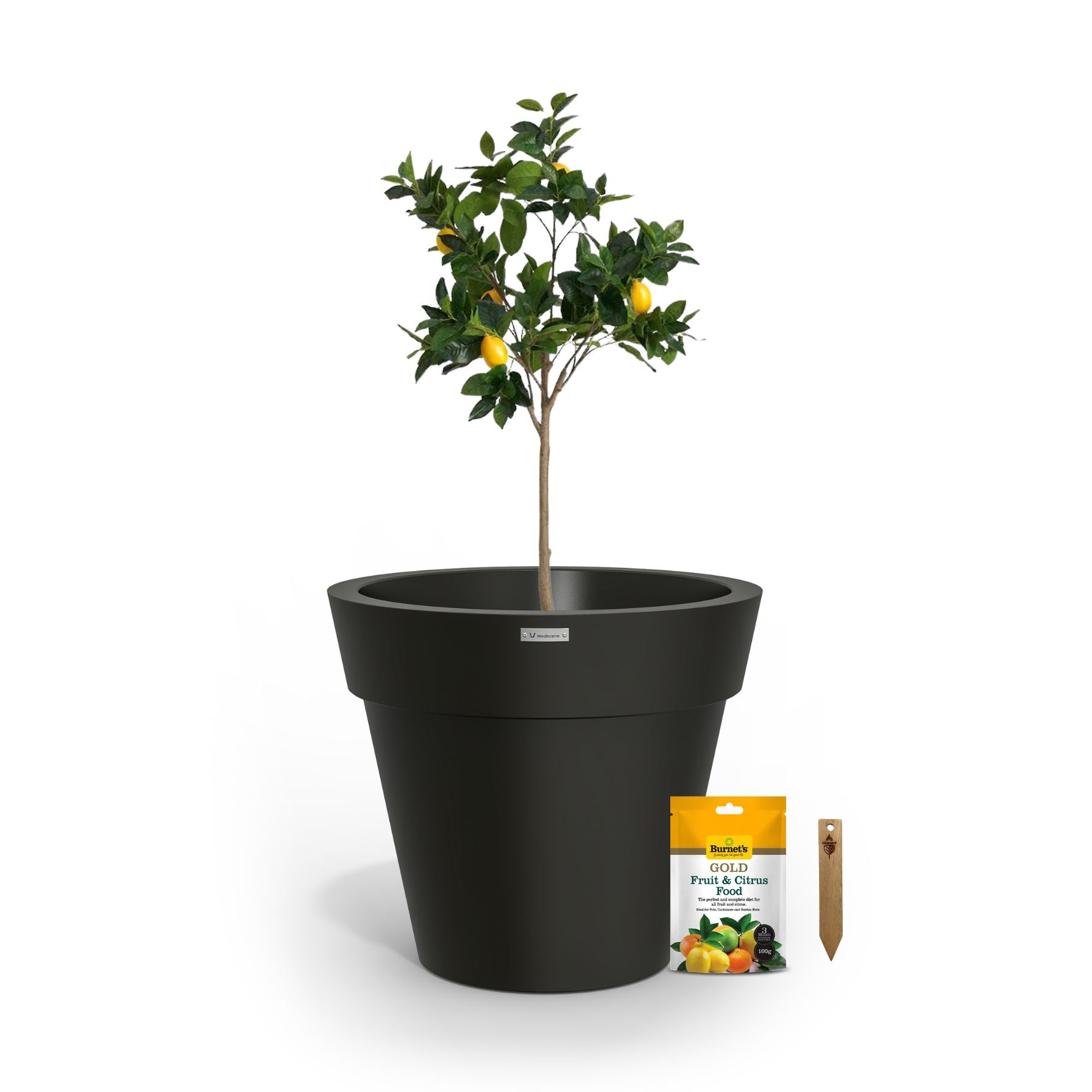 A lemon tree in a black planter pot.