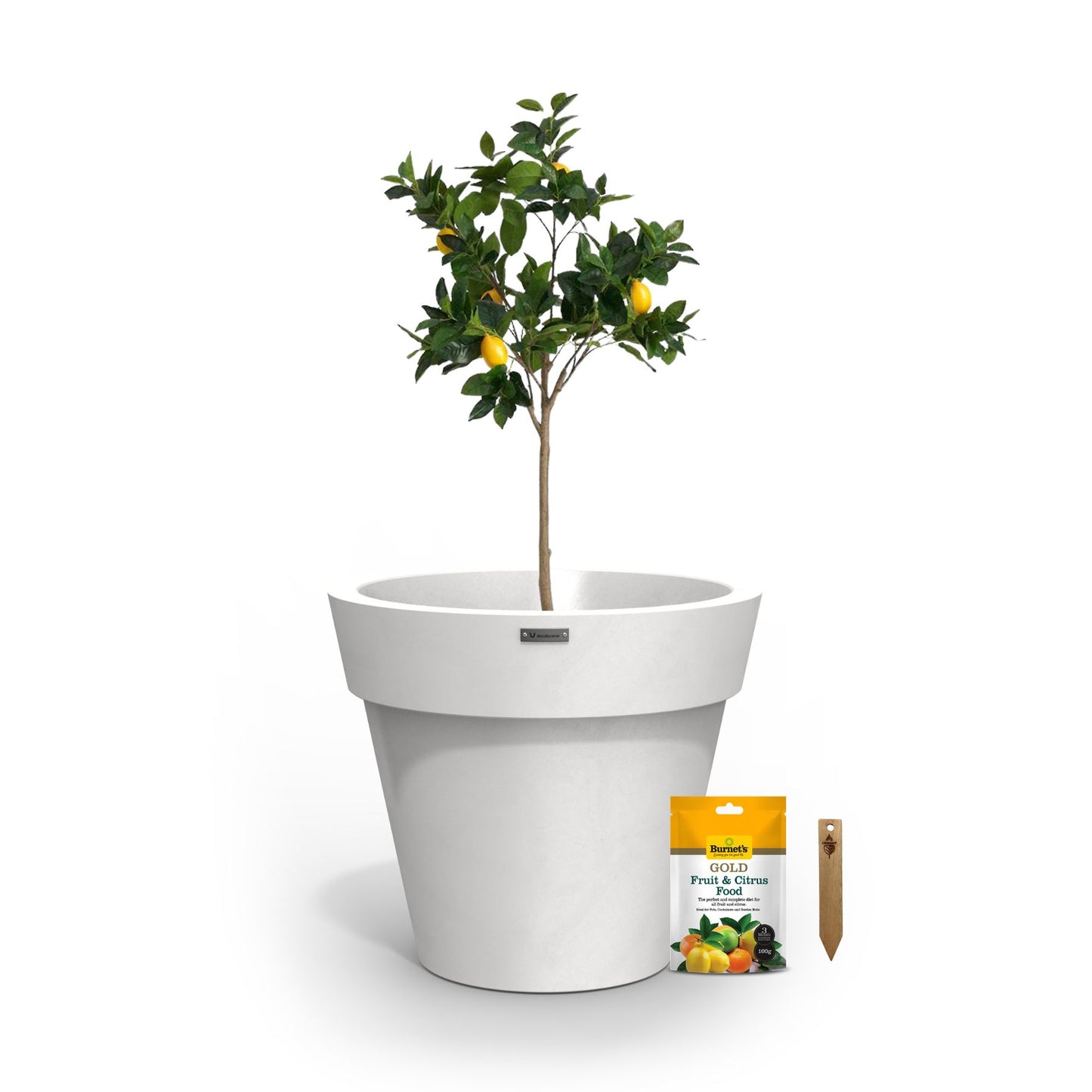 A lemon tree in a matte white planter pot.