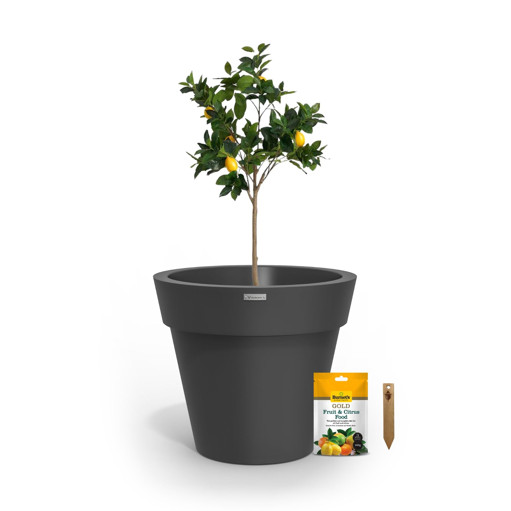 A lemon tree in a dark grey planter pot.