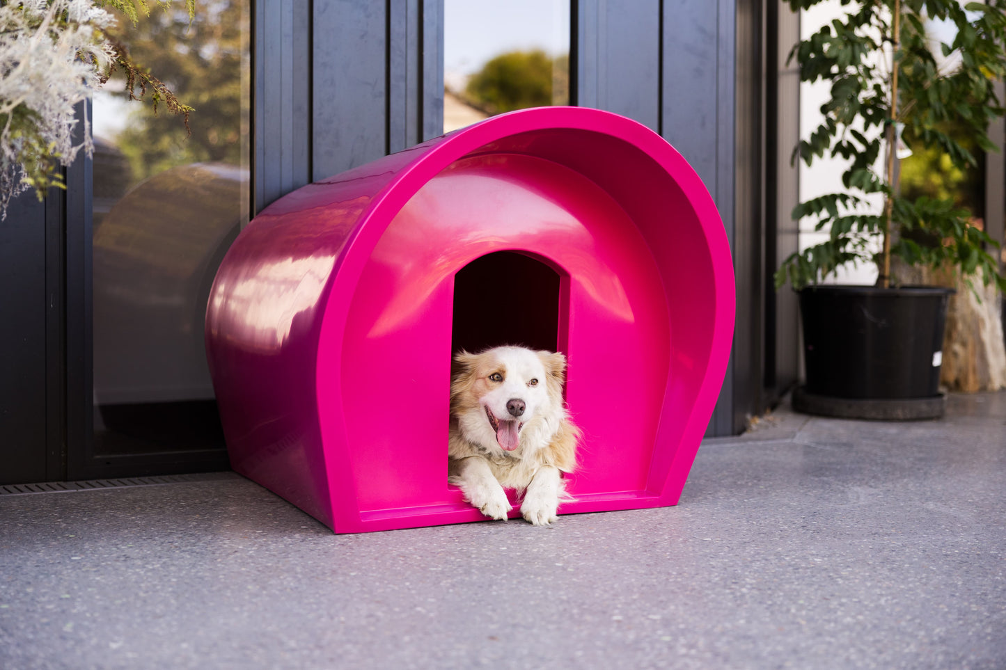 Medium Dog Manor