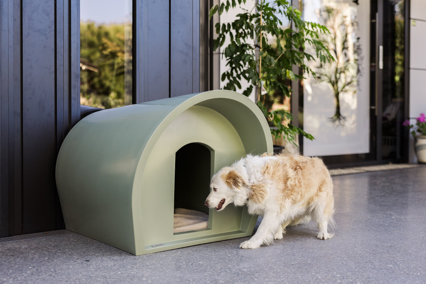 Medium Dog Manor