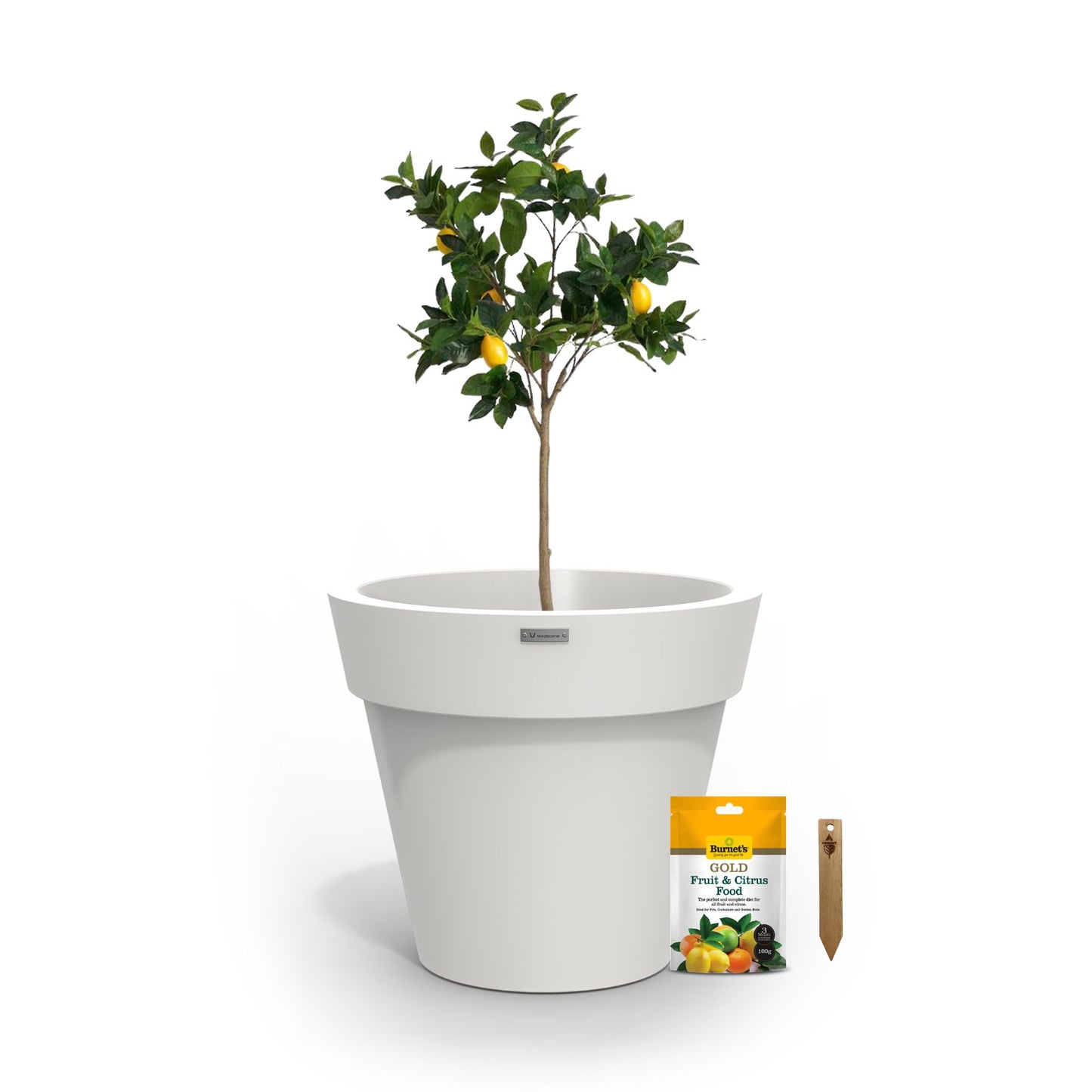 A lemon tree in a white planter pot.