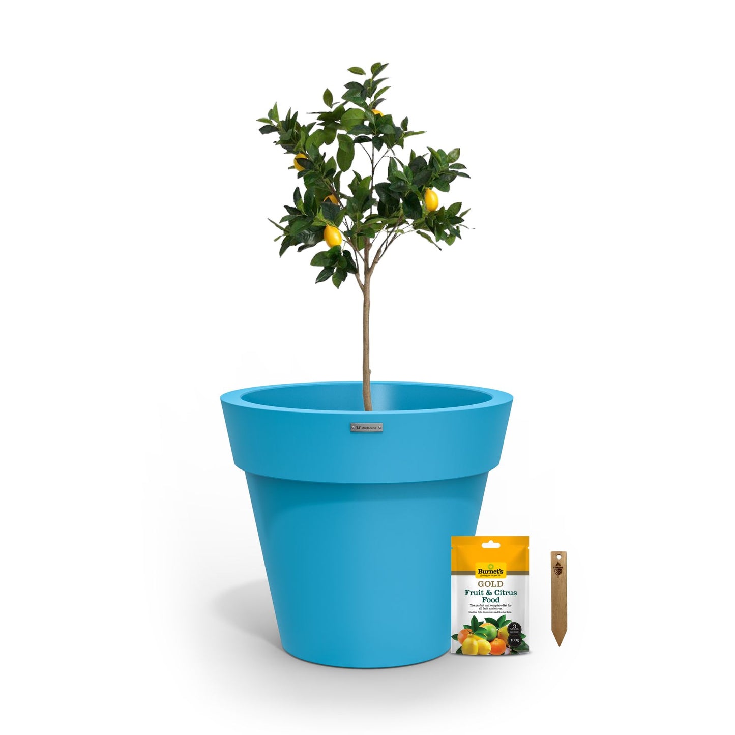 A lemon tree in a light blue planter pot.