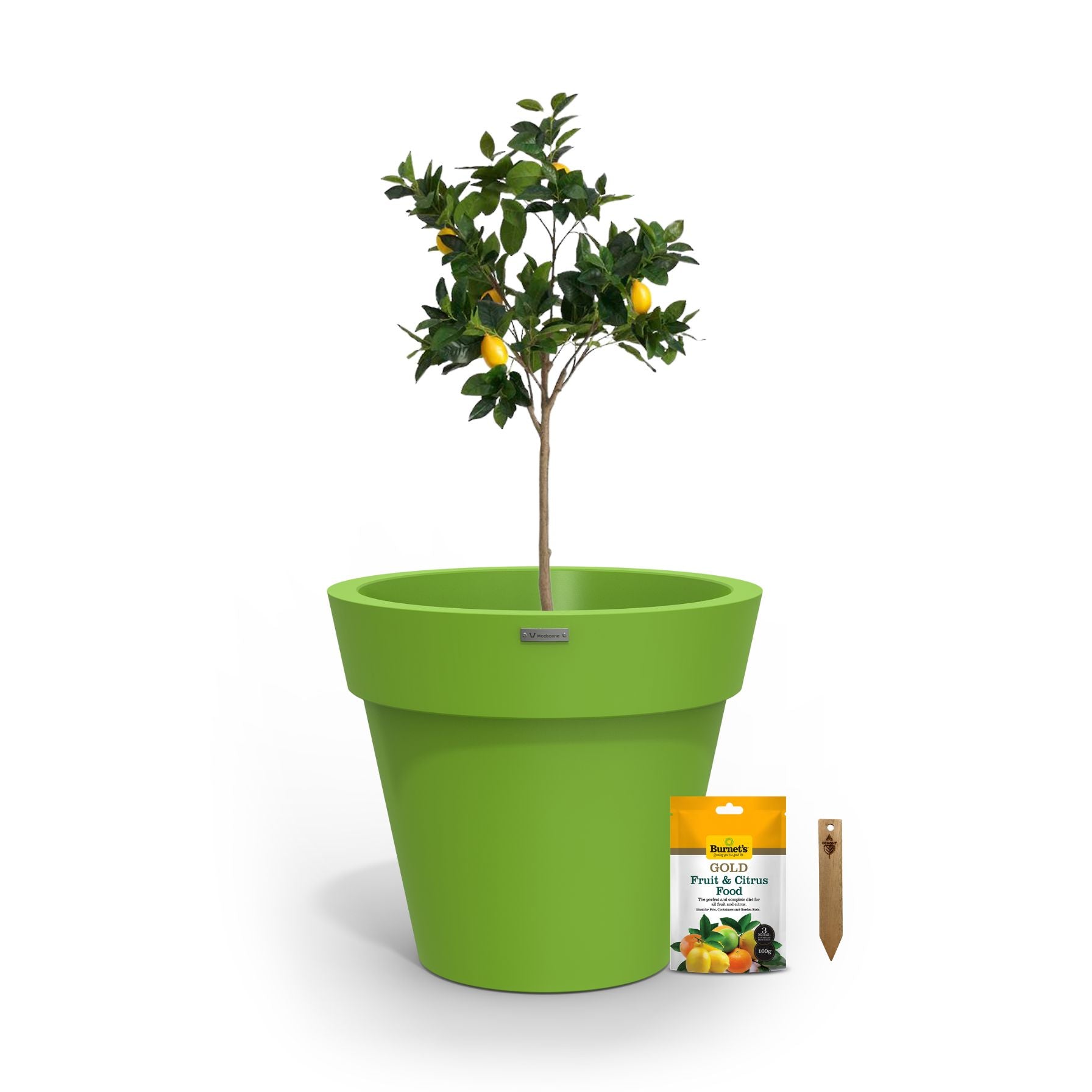 A lemon tree in a lime green planter pot.