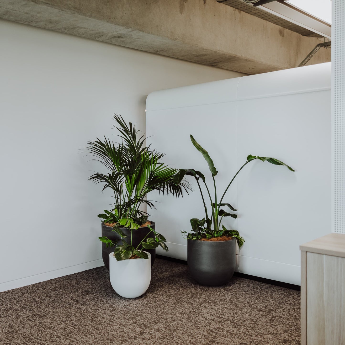 Three potted plants in a room with white walls and a wooden floor.