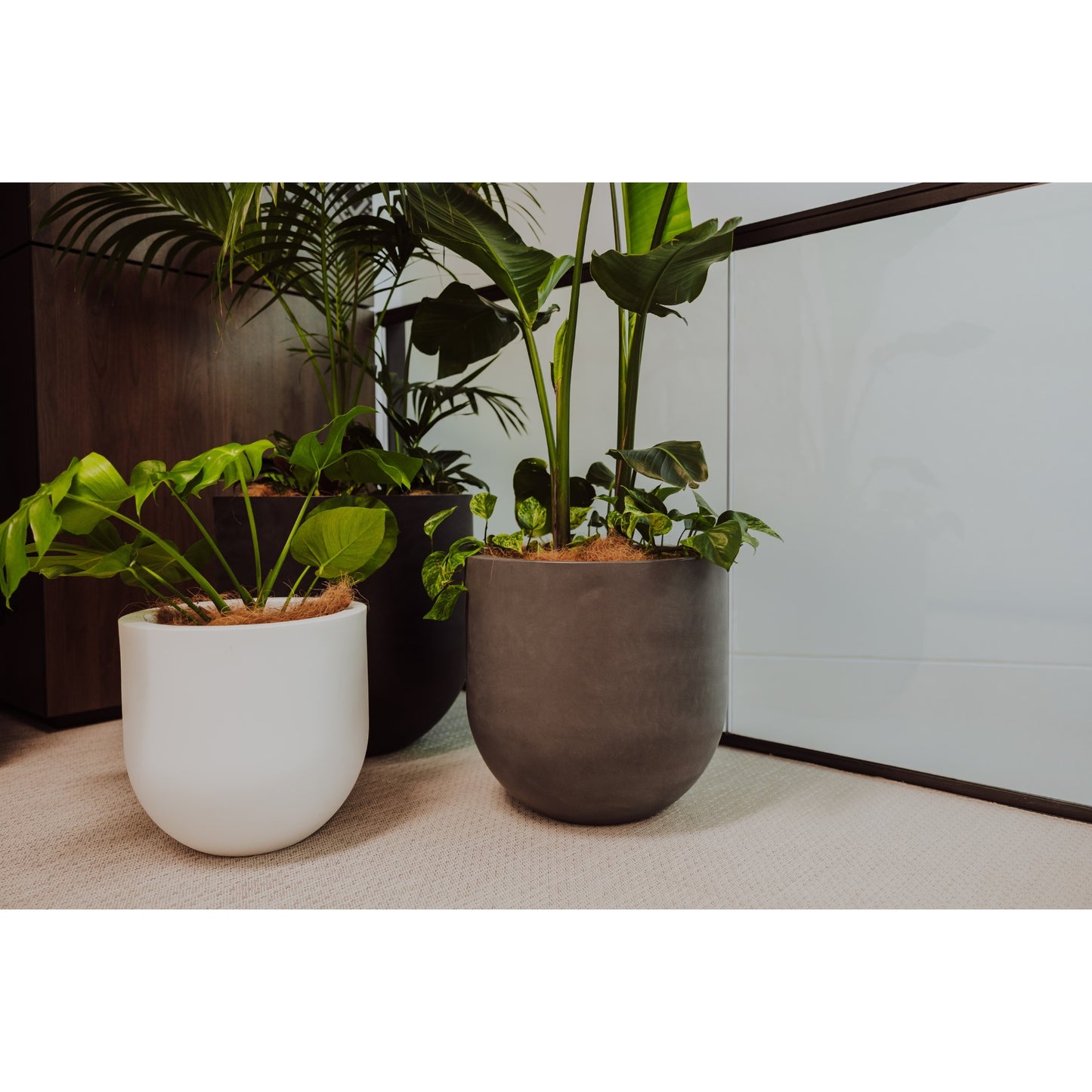 Three potted plants in different pots on a surface with a neutral background