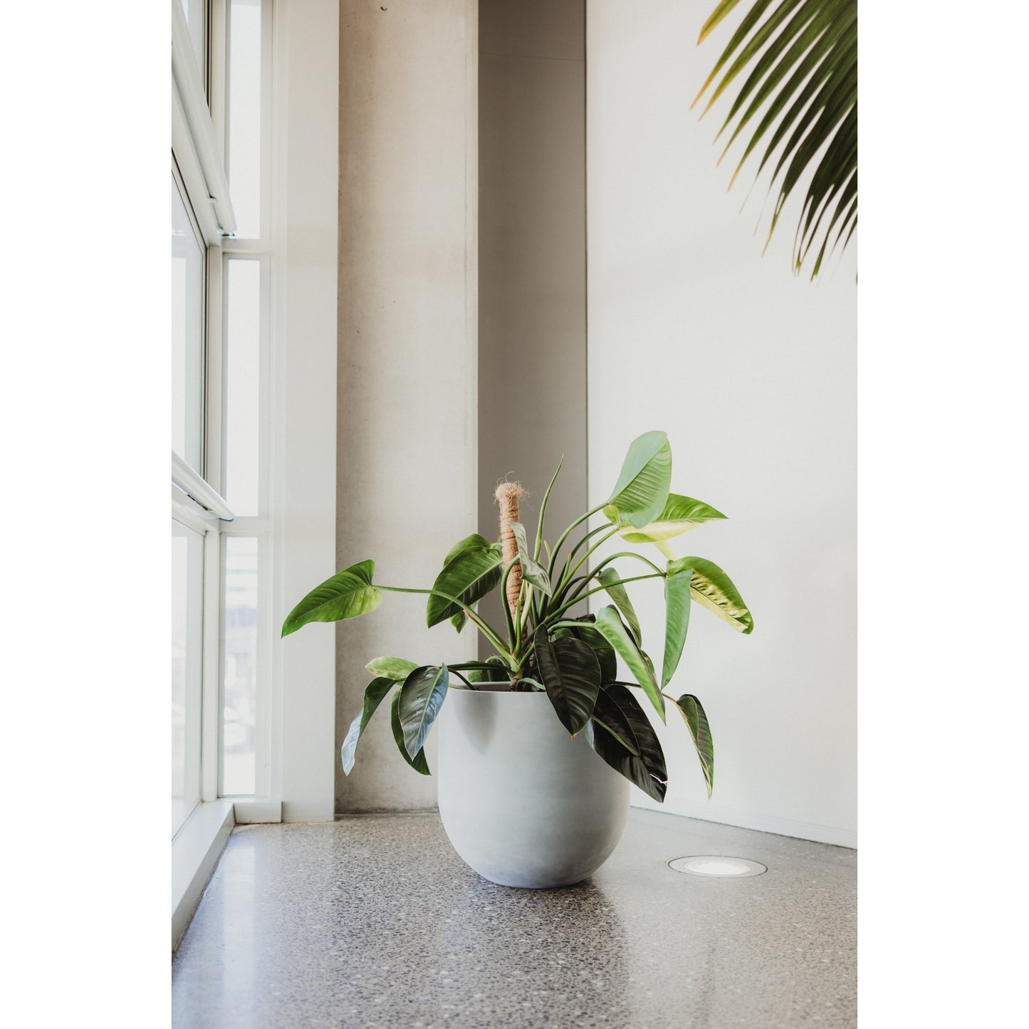 Lisbon 500 Planter. 50cm W x 50cm H.