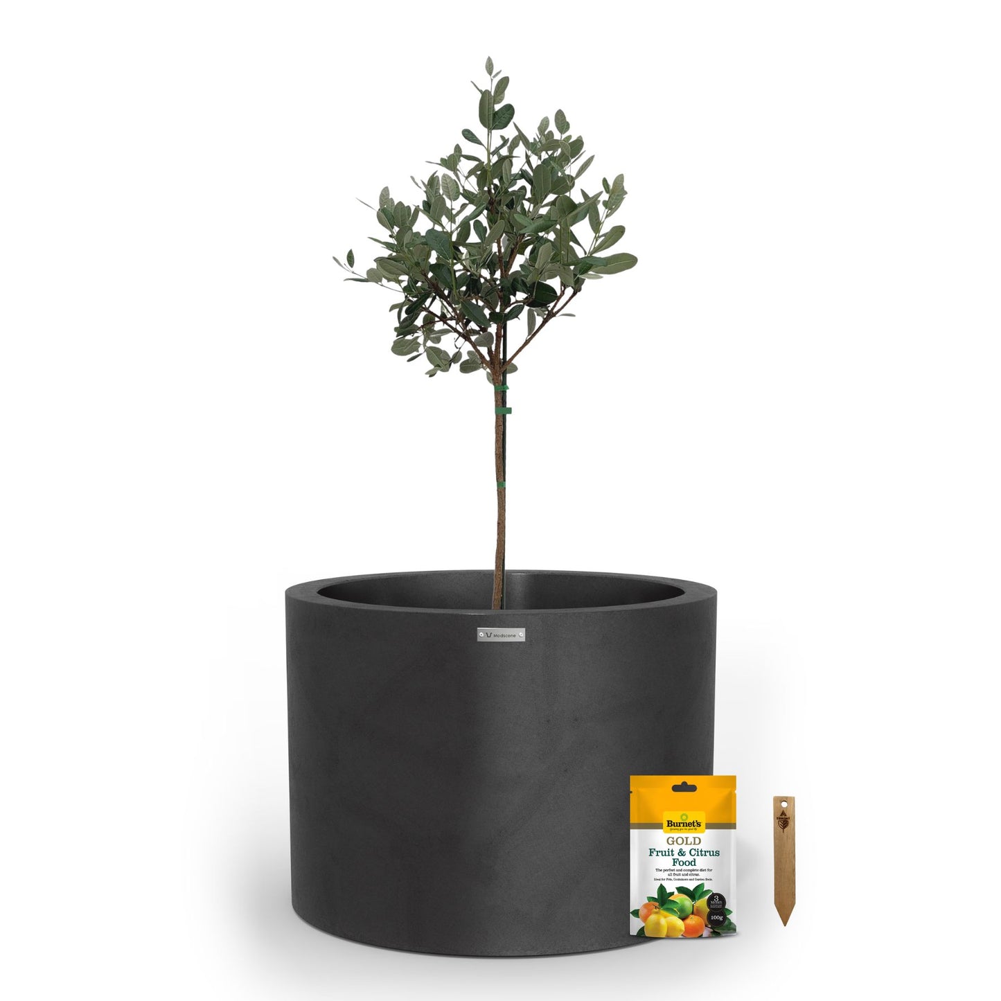 A large matte black planter pot used to plant fruit trees.