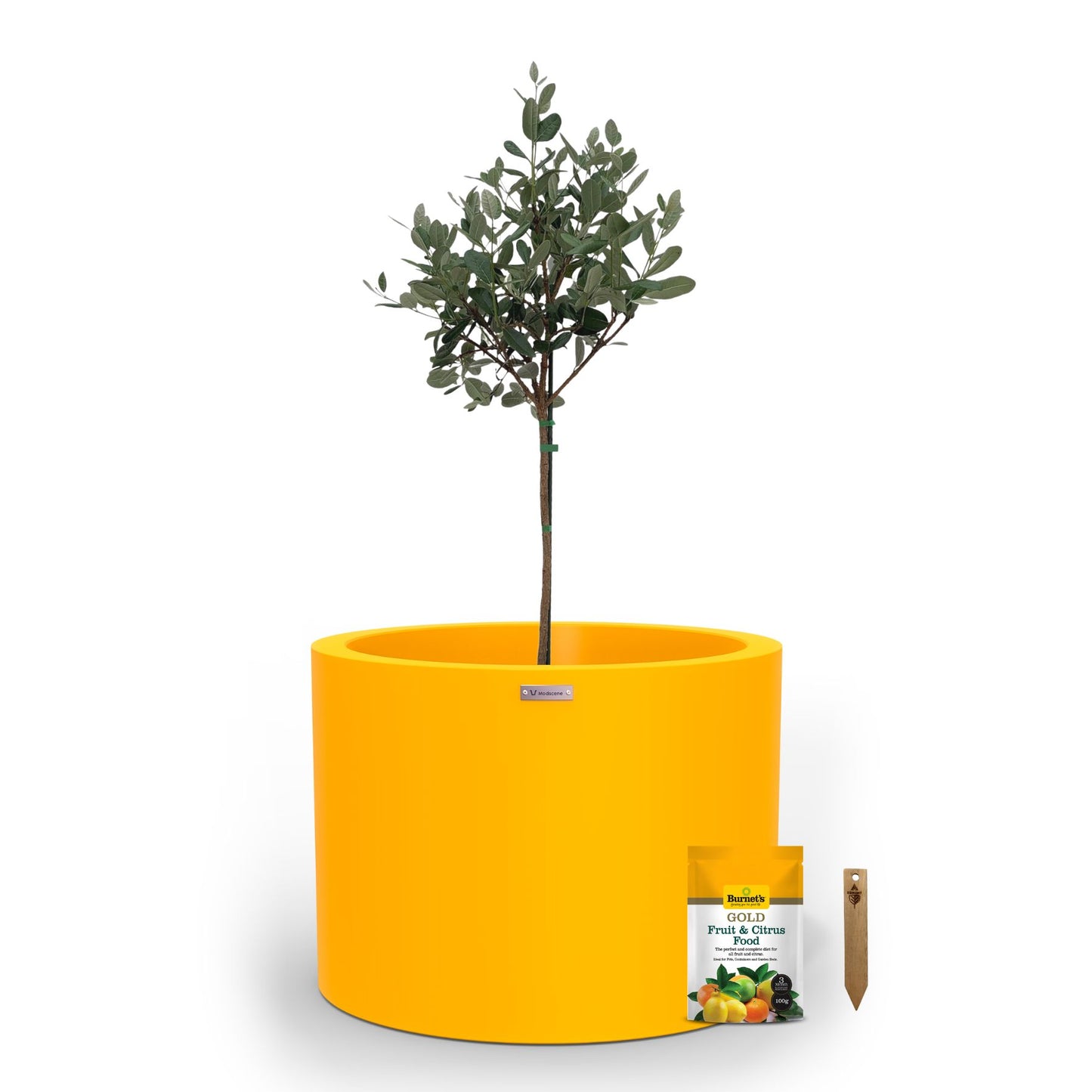 A large yellow planter pot used to plant fruit trees.