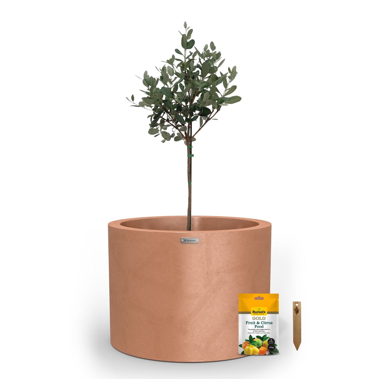 A large rustic terracotta planter pot used to plant fruit trees.