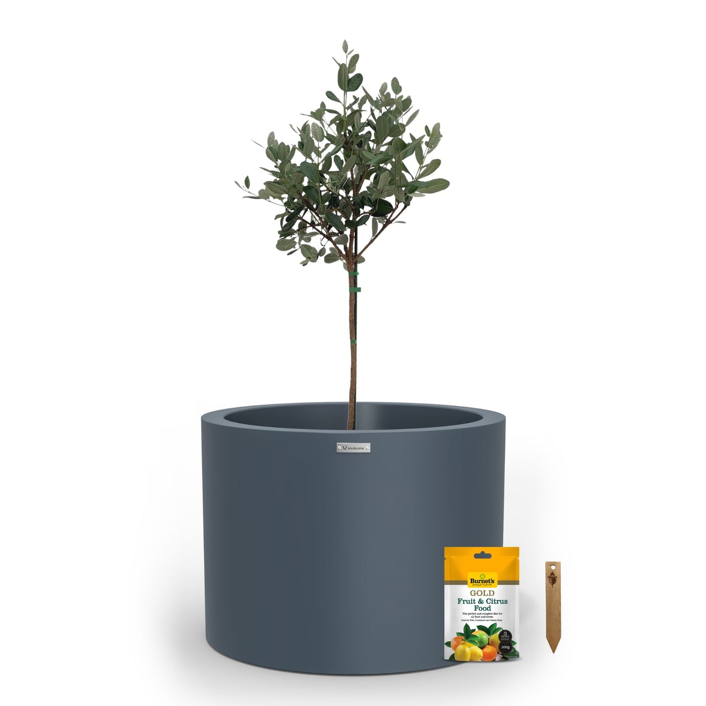 A large storm blue planter pot used to plant fruit trees.