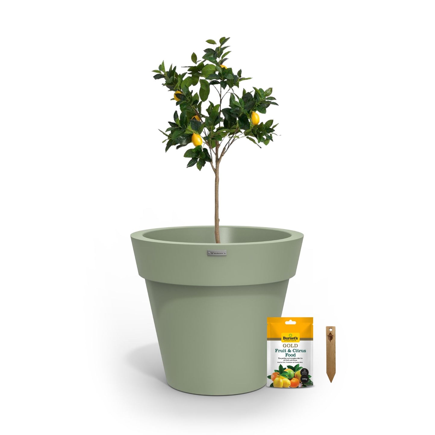 A lemon tree in a mist green planter pot.