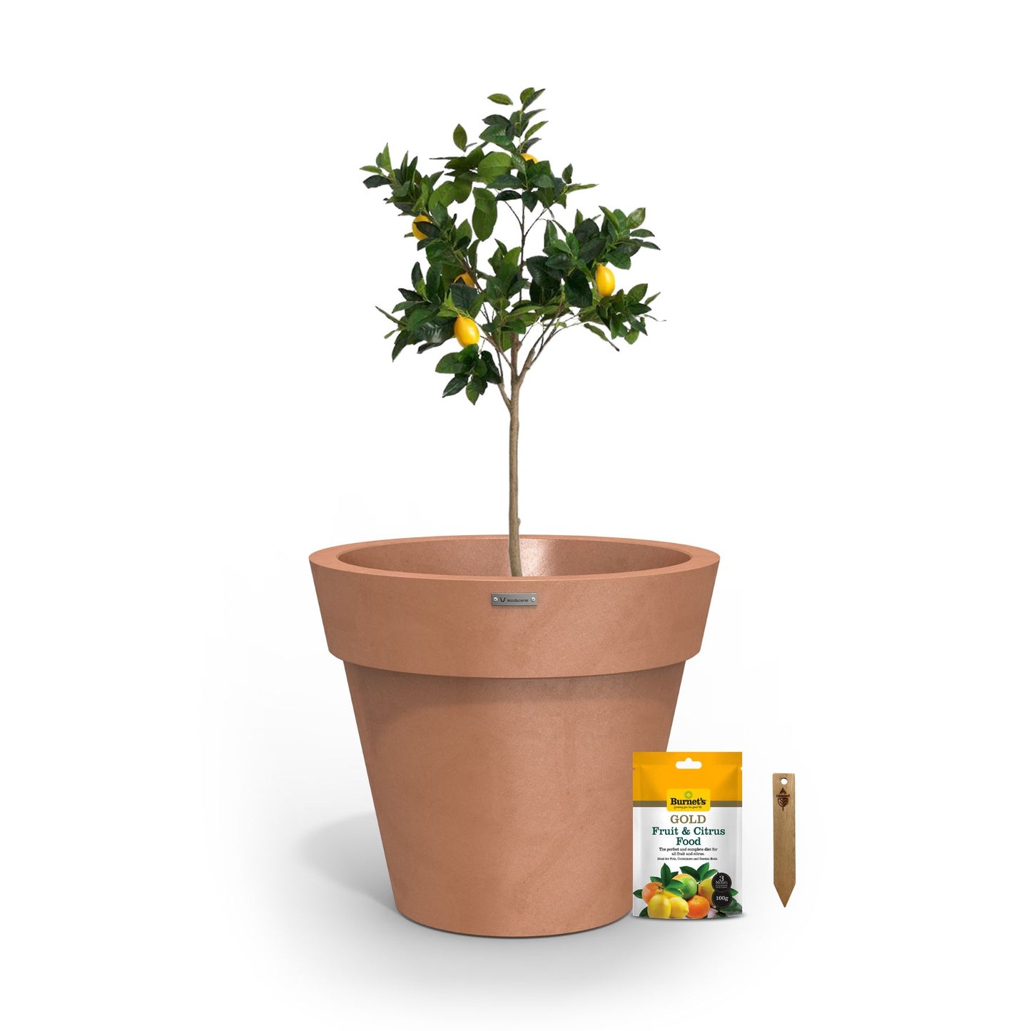 A lemon tree in a rustic terracotta planter pot.