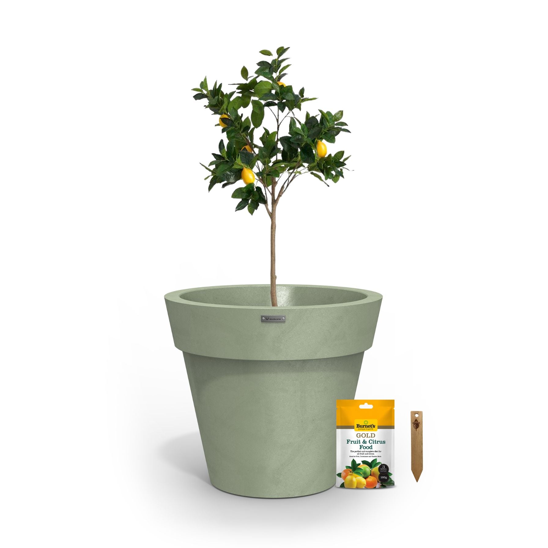 A lemon tree in a pastel green planter pot.