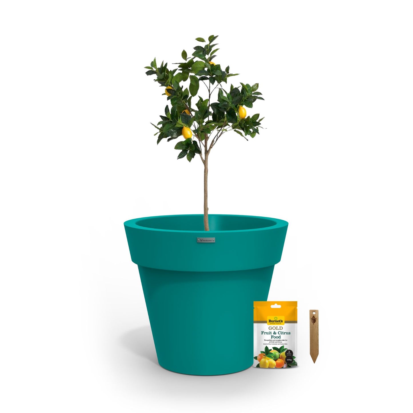A lemon tree in a teal planter pot.
