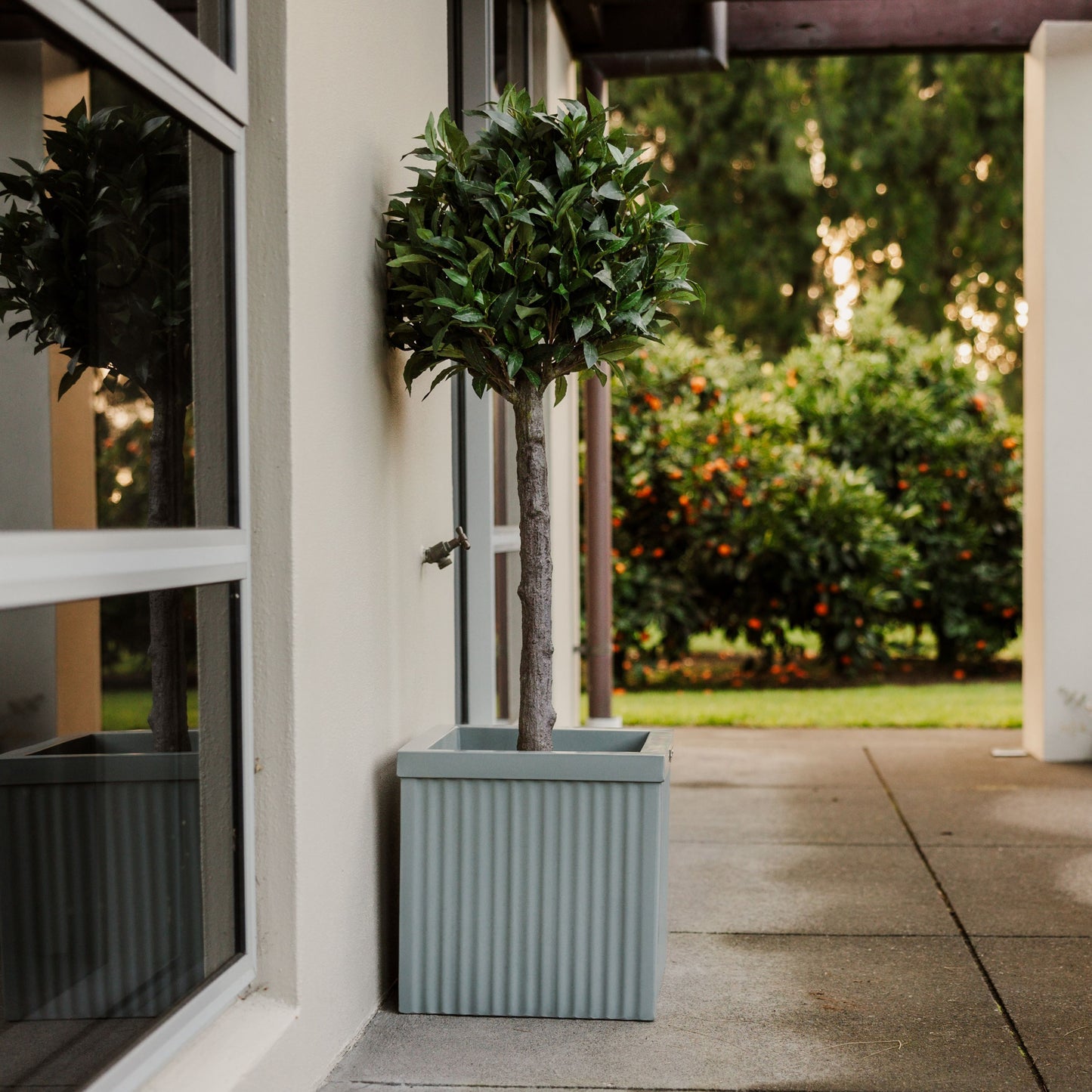 The Tuscany planter pot by Modscene with a Bay Tree in it. The planter is a light grey colour.