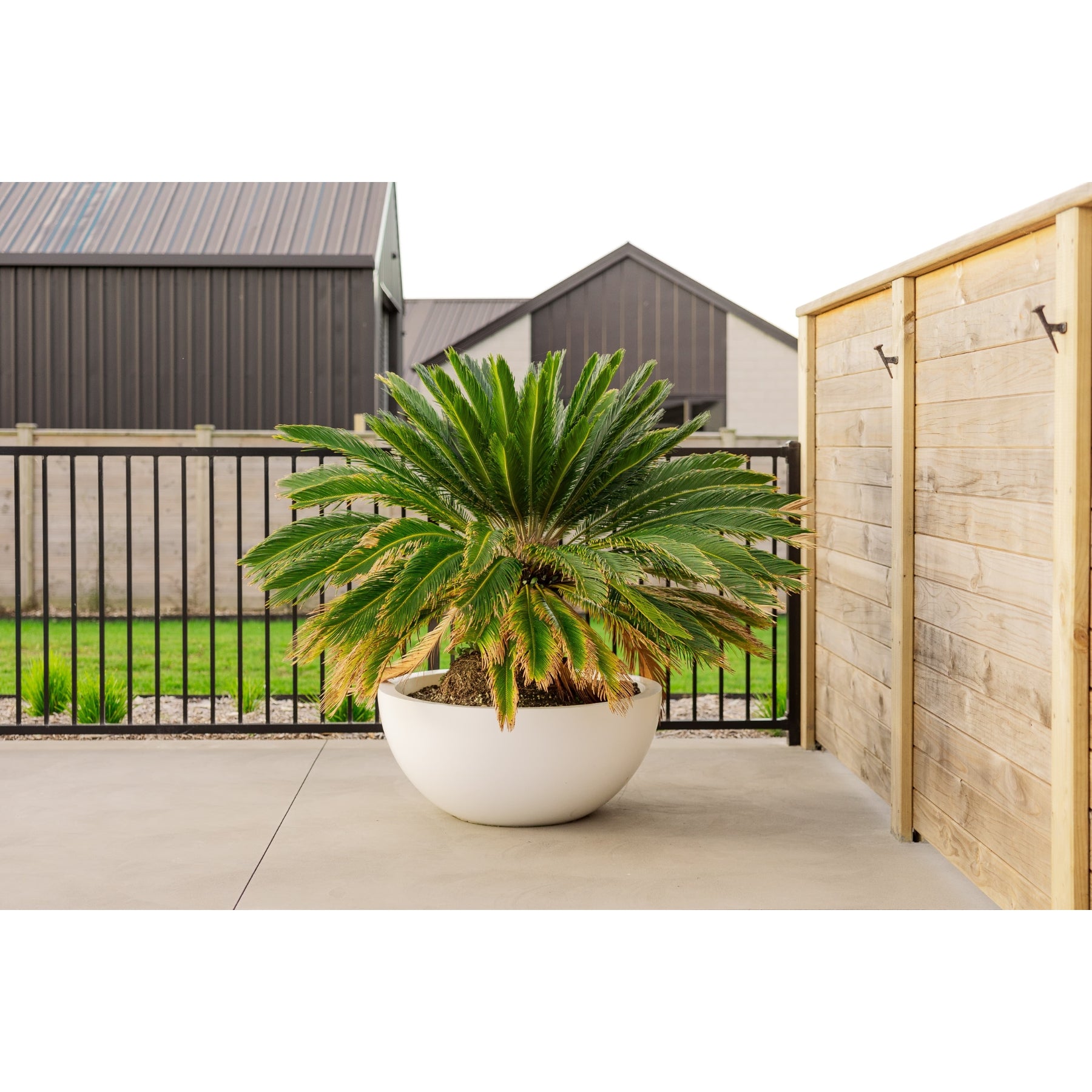 A giant Cycad in a Modscene Planter bowl.