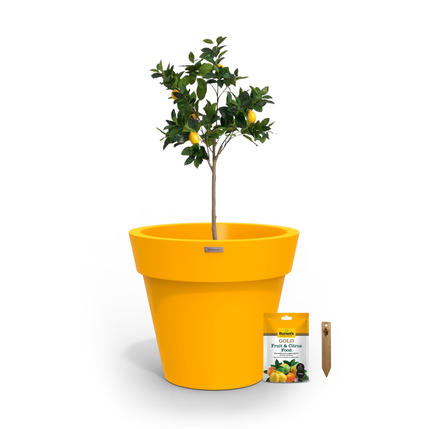 A lemon tree in a yellow planter pot.