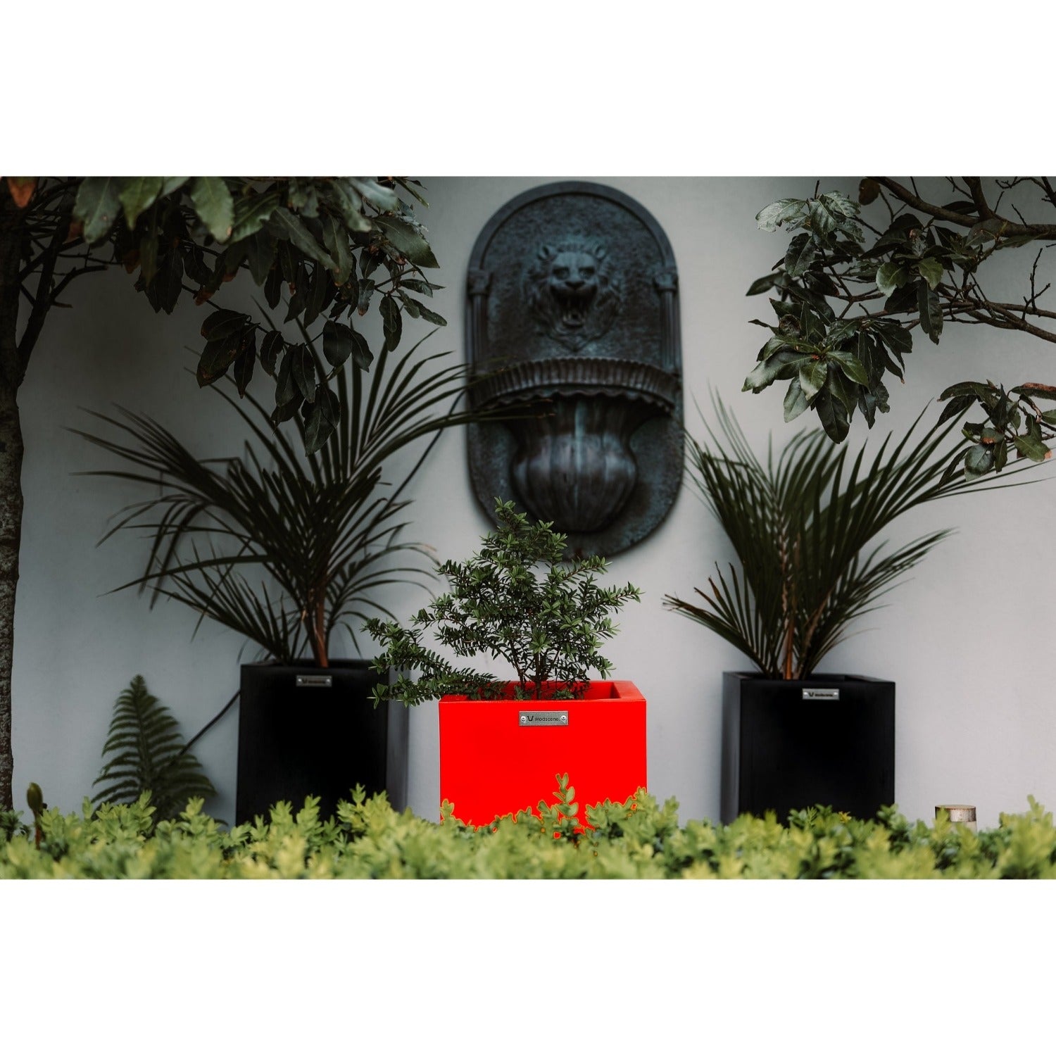 Square red and black planter pots in a garden with a lion feature on the wall.