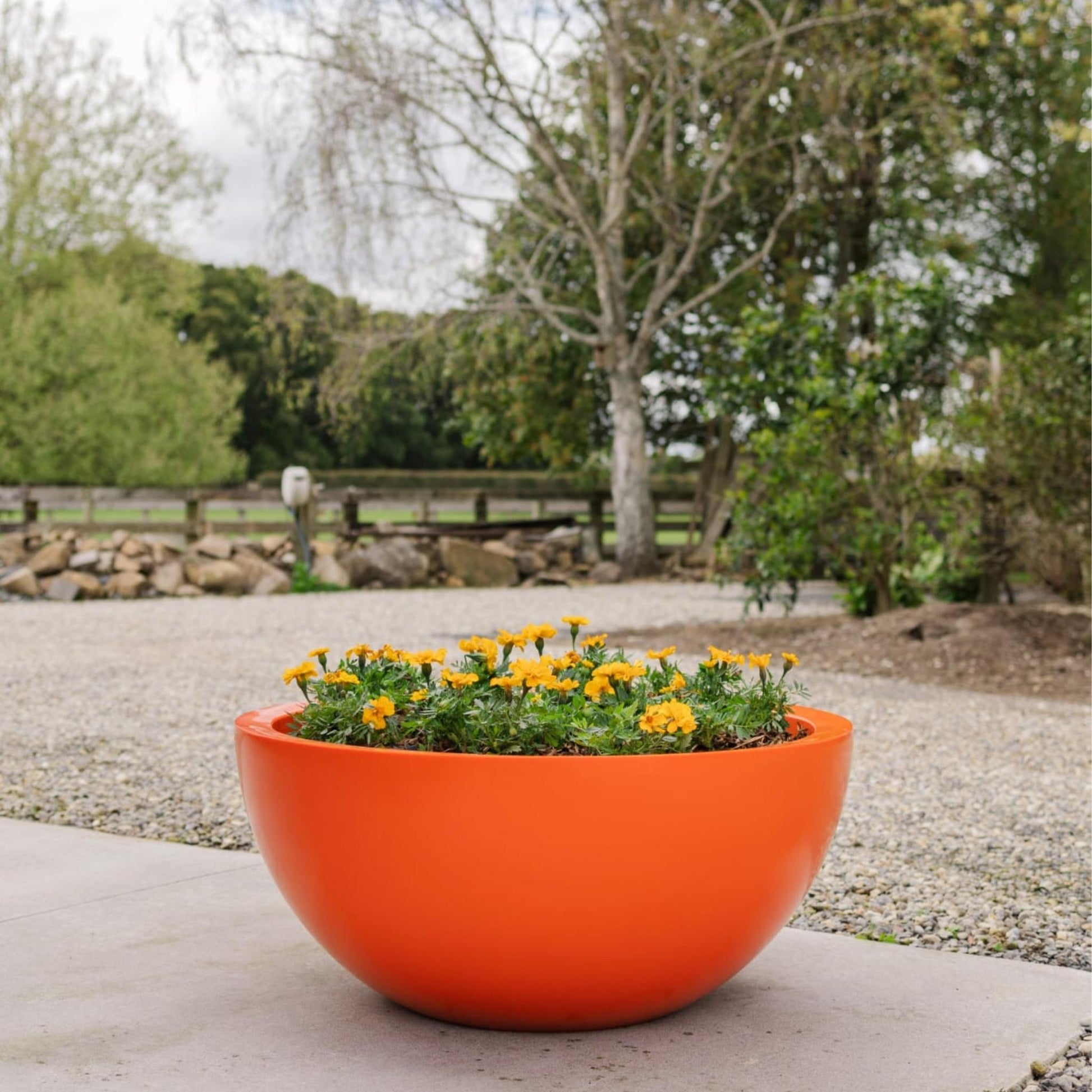 A large orange Modscene bowl planter pot on a concrete patio. The planter pot has Marigolds in it.