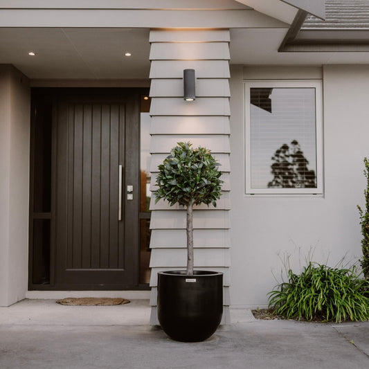 A black Modscene planter pot in front of a house. The planter pot is planted with a Bay Tree.