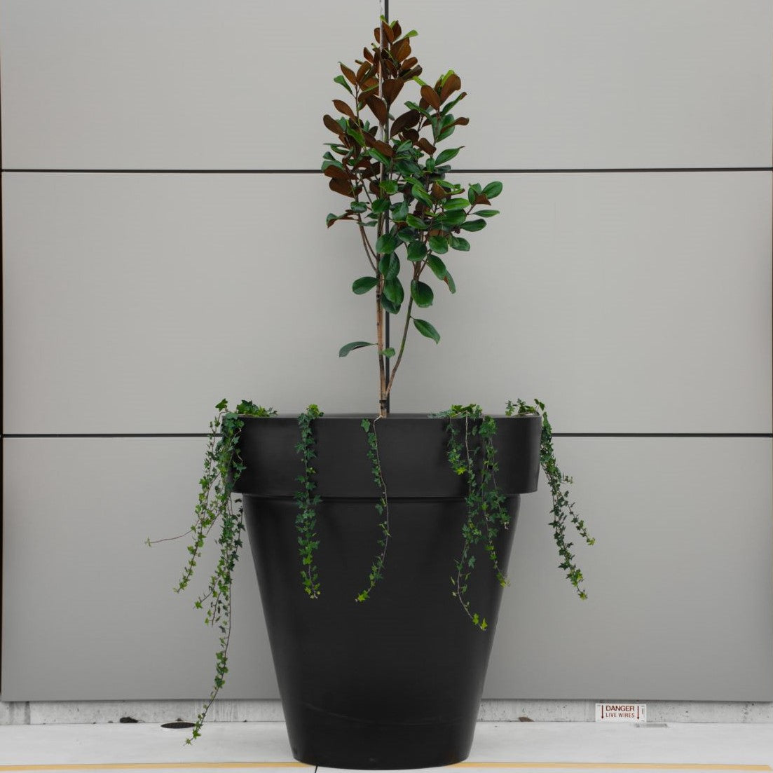 Large black planter pot in front of a wall. Giant planter pots NZ.