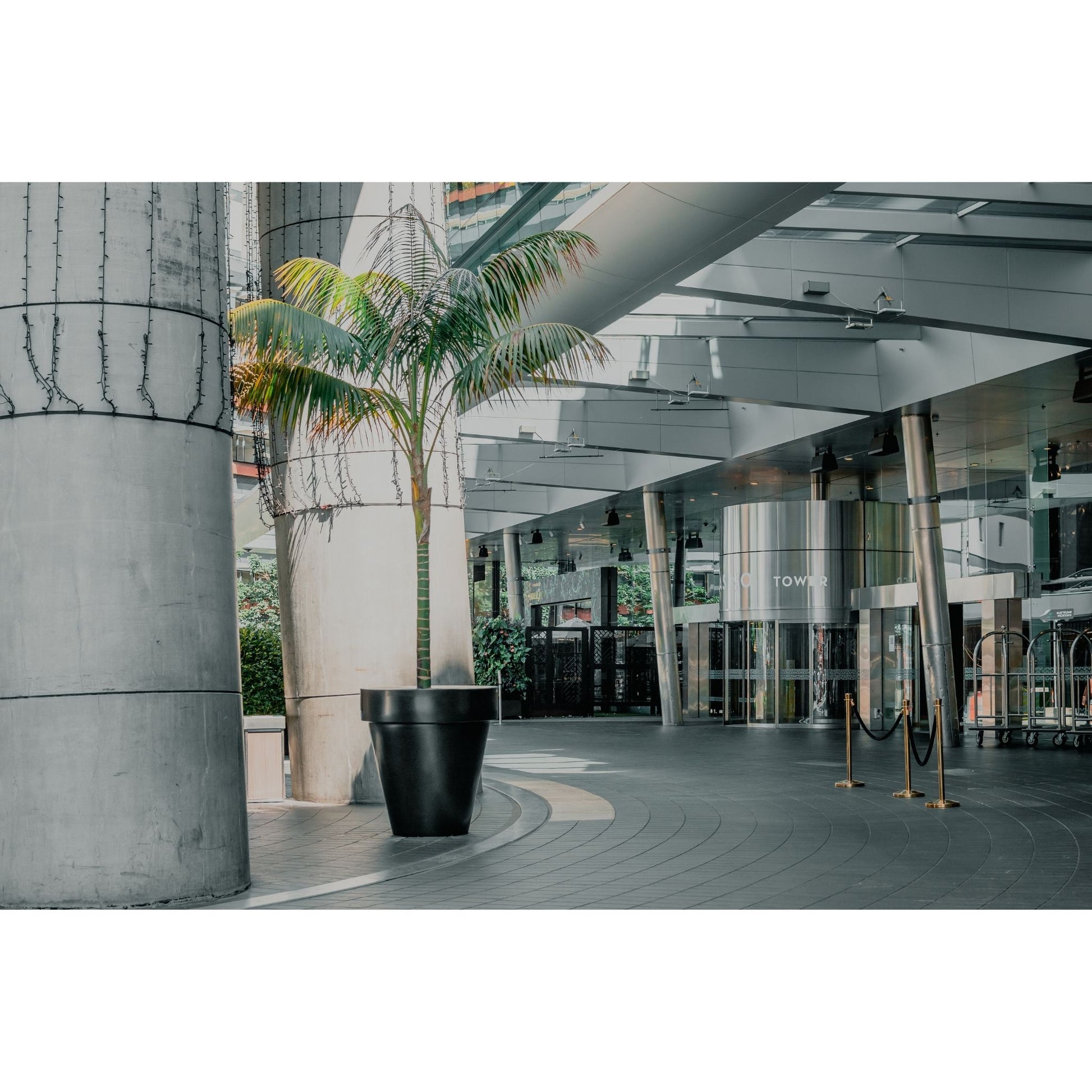 Large black planter pot with a palm tree in it.