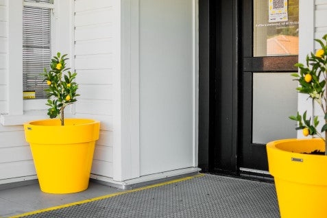 Citrus Trees in Pot Planters. Lemon Trees in Pots. 
