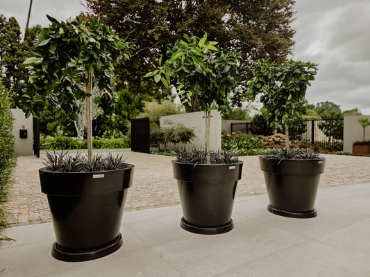 Citrus Trees in Pot Planters.