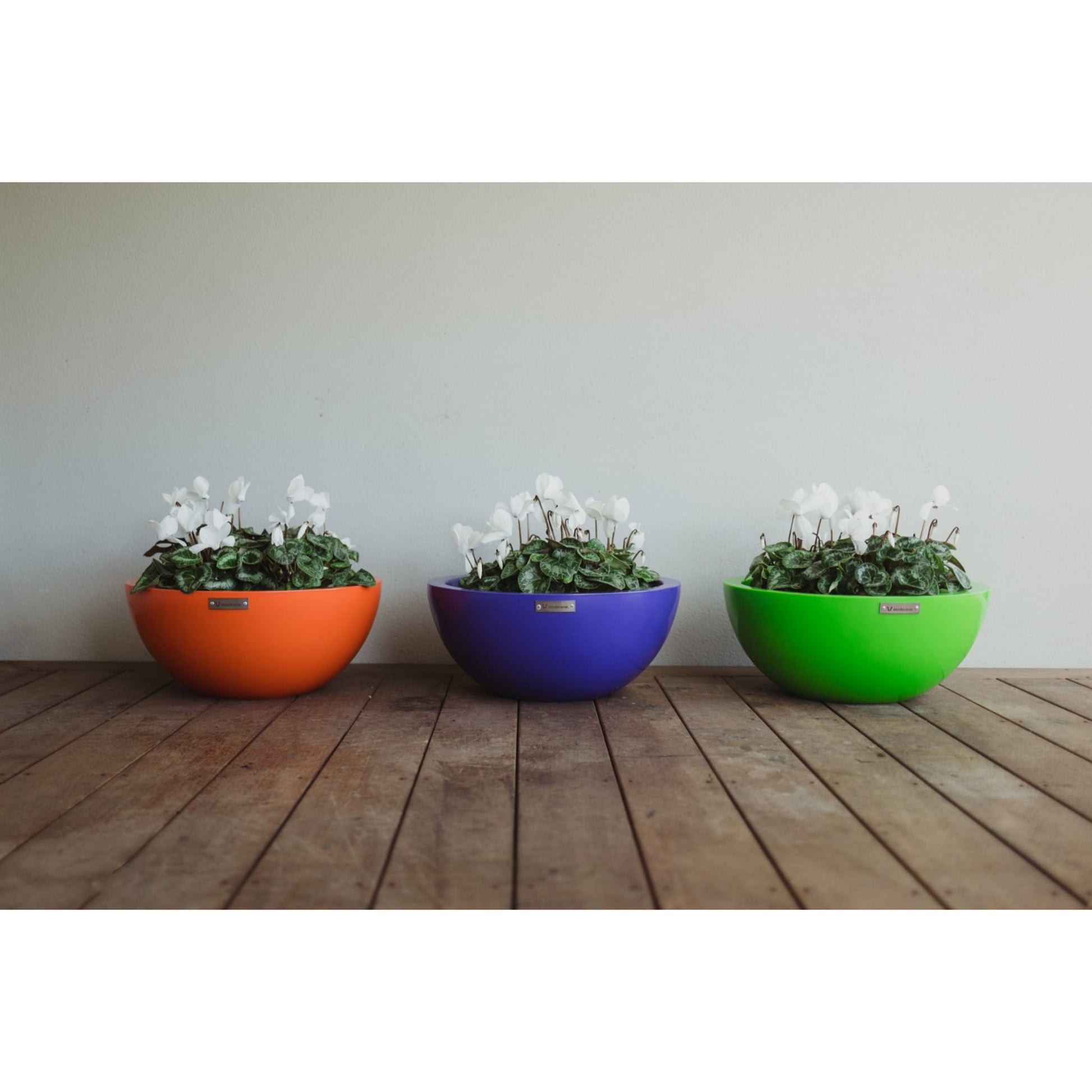 colourful bowl planters NZ