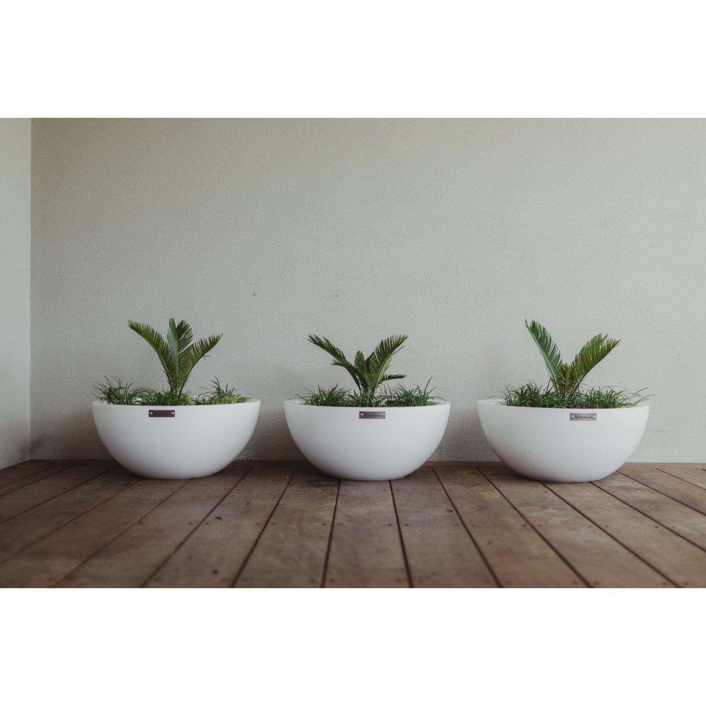 White bowl planter pots on a balcony planter with small cycads.