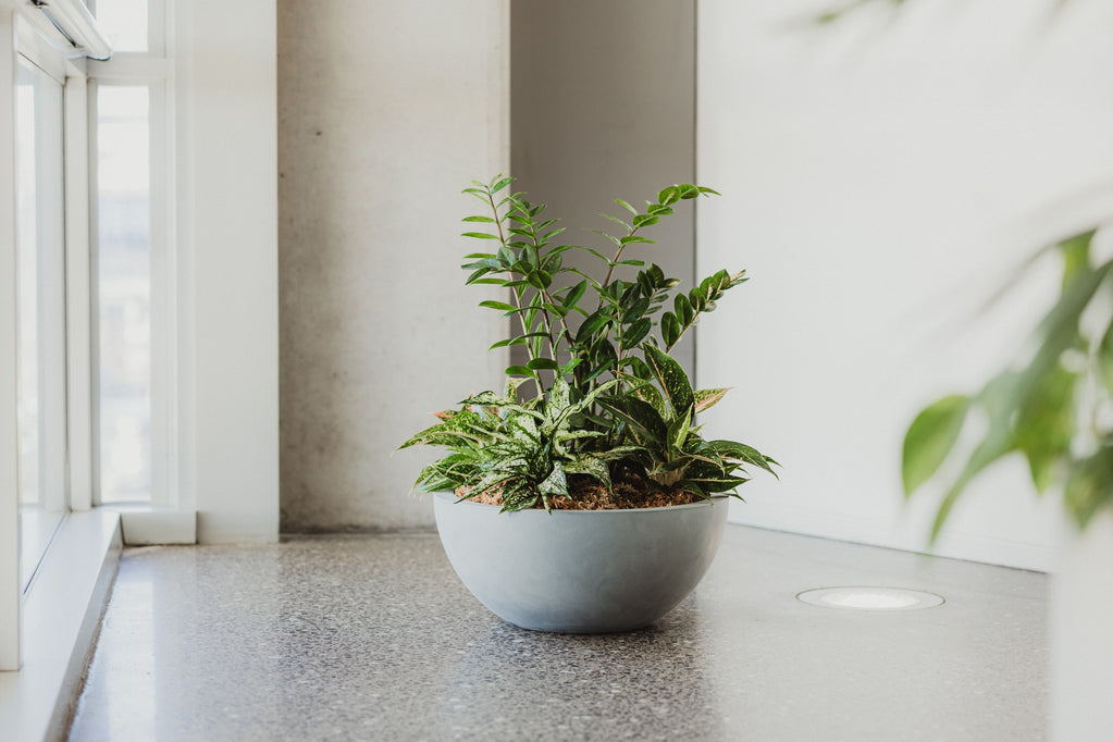 Barcelona Bowl planter by Modscene