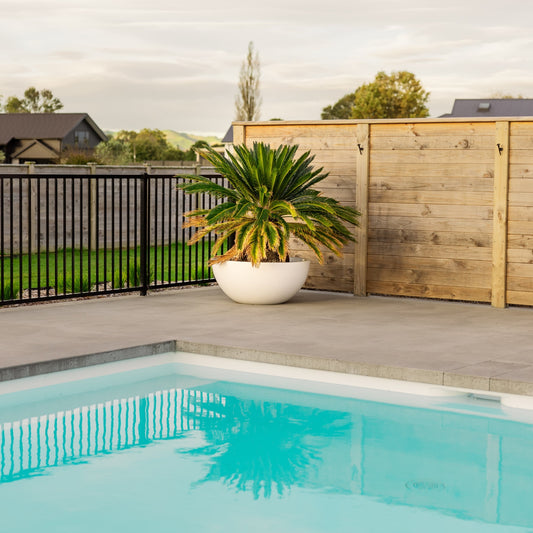 Large white bowl planter pot by a pool. The pot has a Cycad Palm in it.