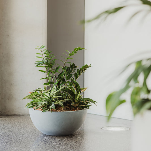 Barcelona 500 Bowl Planter