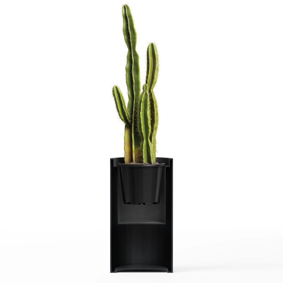 A green cactus plant in a tall, modern black planter against a solid white background.