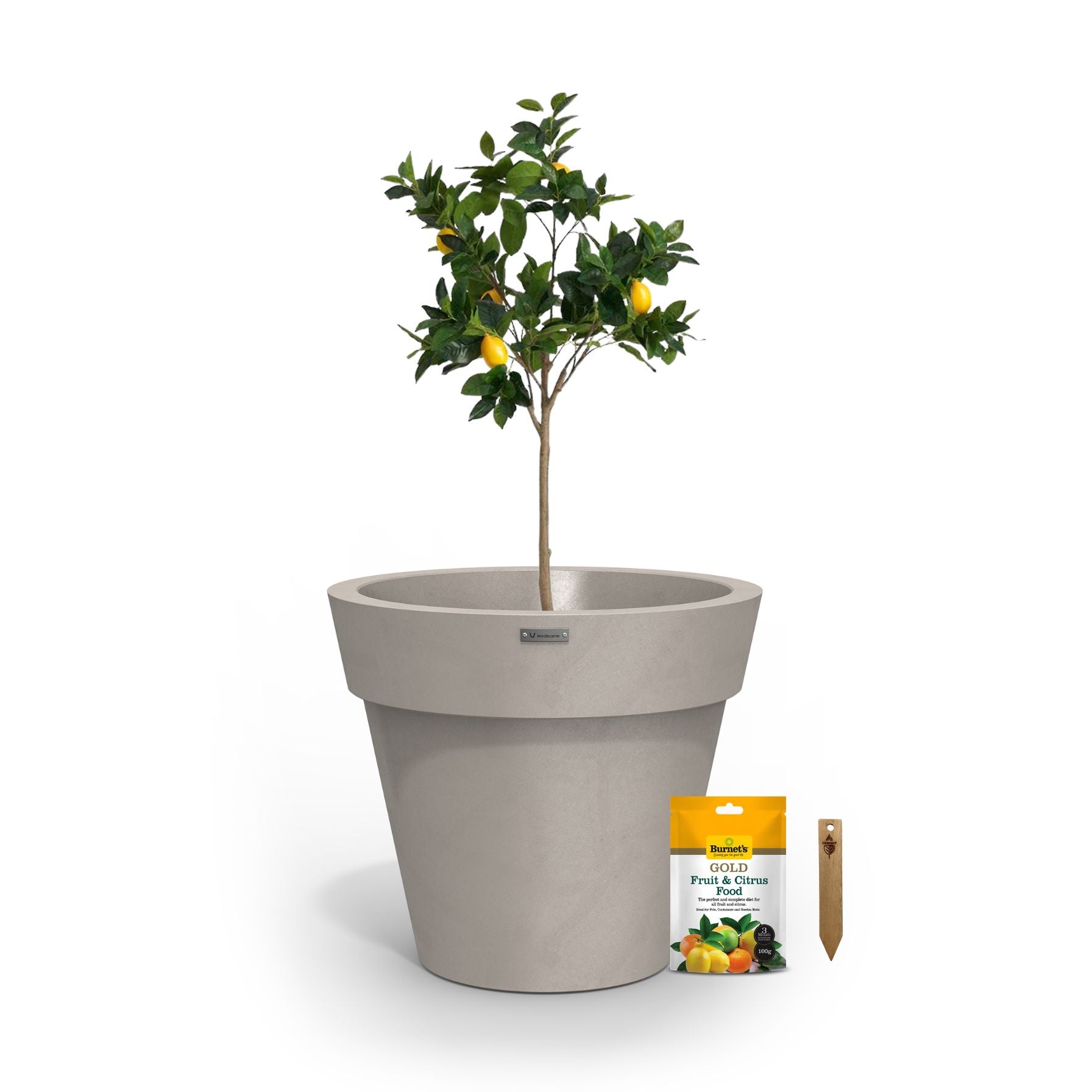 A lemon tree in a soft brown planter pot.