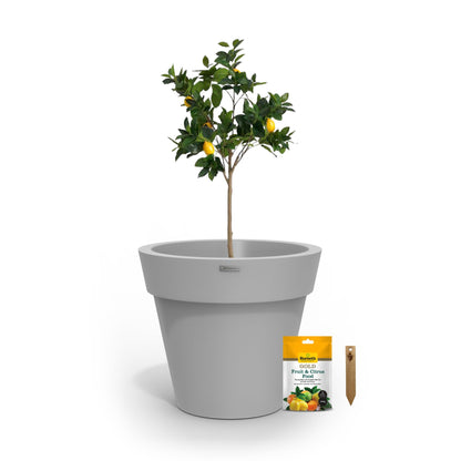 A lemon tree in a light grey planter pot.