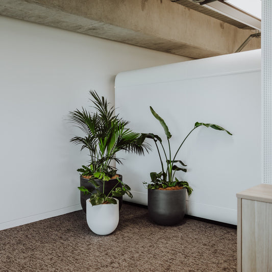 Three potted plants in a room with white walls and a wooden floor.