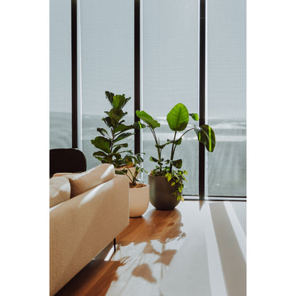 Modern living room with a beige sofa and potted plants in front of large windows.