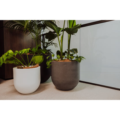 Three potted plants in different pots on a surface with a neutral background