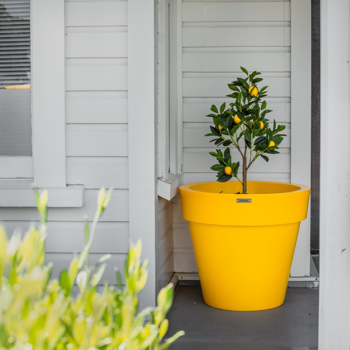 A potted lemon tree planted in a yellow planter pot.