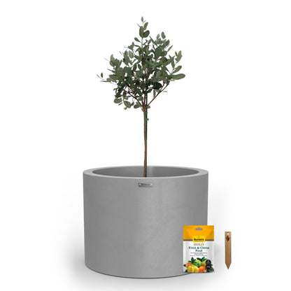 A large matte grey planter pot used to plant fruit trees. 