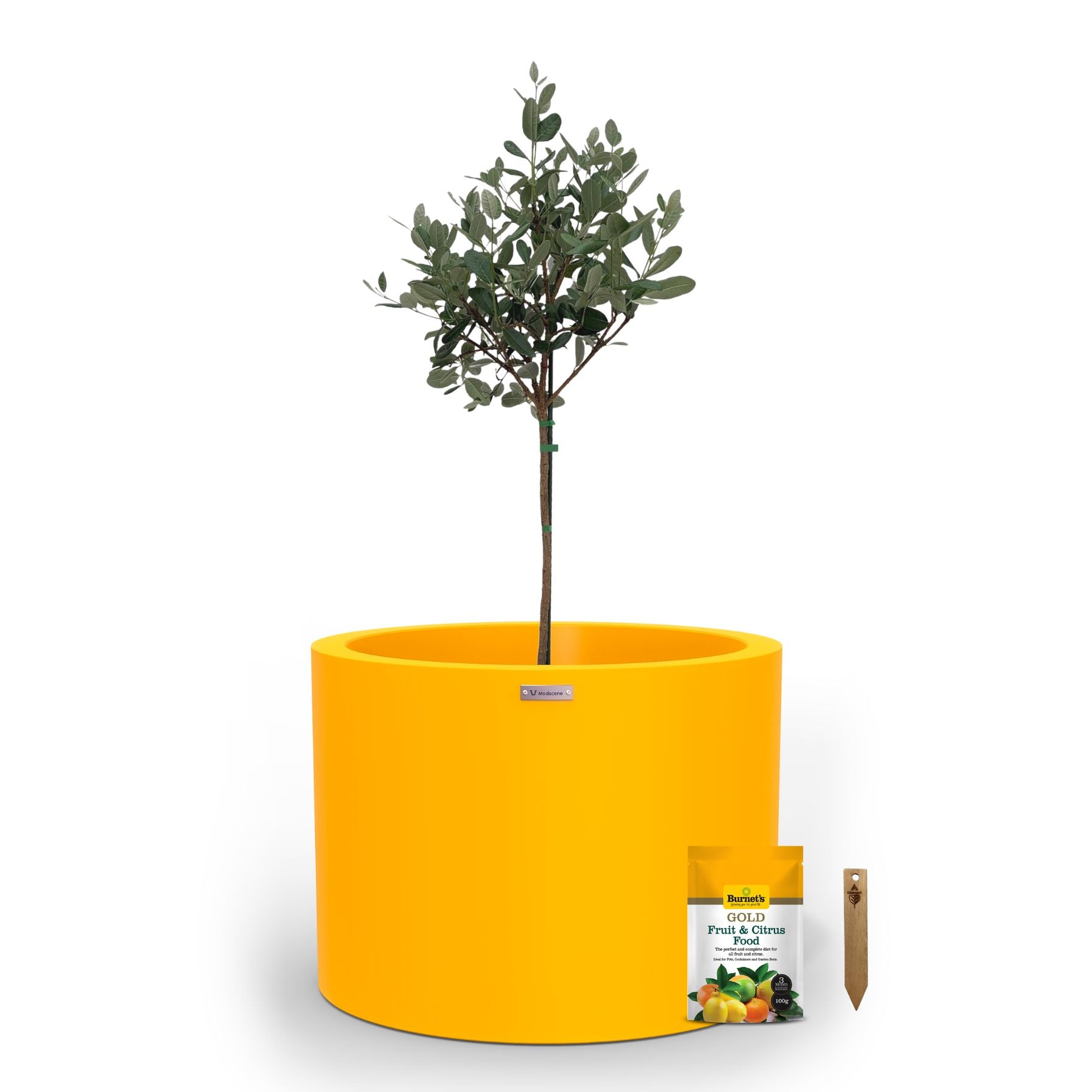 A large yellow planter pot used to plant fruit trees. 