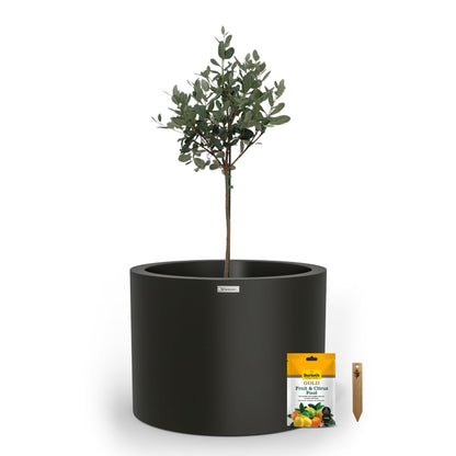 A large black planter pot used to plant fruit trees. 